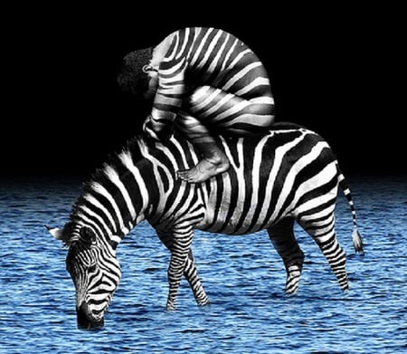 Zebra - human, zebra, water, stripes