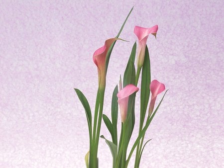 Pink Lilies - calla, flowers, pretty, blooms, long stems, still life