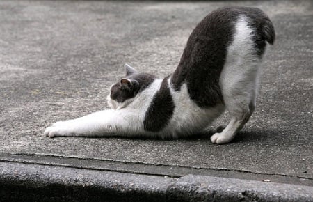 Yoga Cat - white, fur, cat, kerb, stretch, yoga, black, path