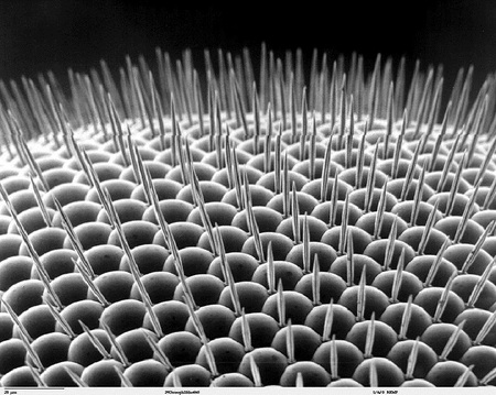 Drosophilidae - electron microscope, insect, fruit fly, compound eye