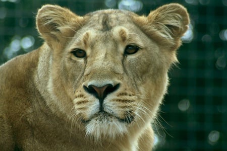 Lioness - fur, lioness, ears, brown, lion, whiskers, tufts