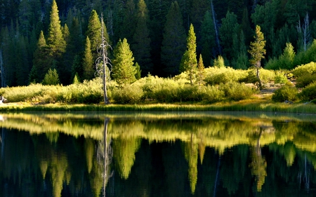 GREEN LAKE - trees, green, pine, lake, forest, reflection