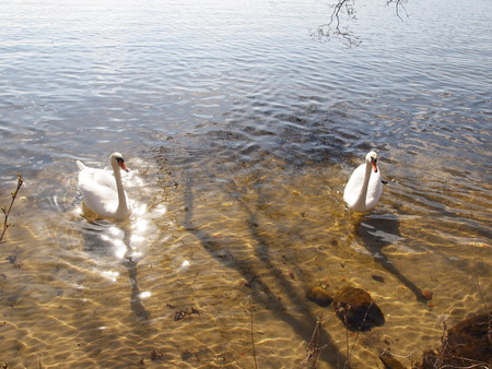 swans - springs, lake, water, swan