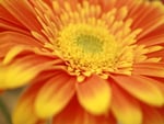 Orange Daisy