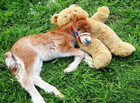 Missing Mom - comfort, sleep, foal, teddy bear, grass, field, horse