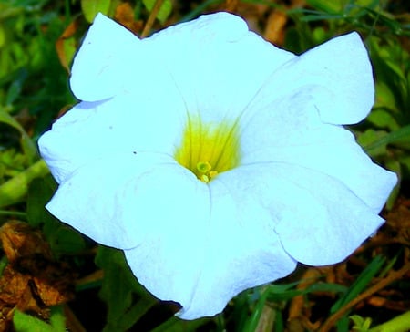 White flower - flowers, white, flower, nature