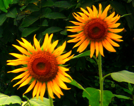 Sun flowers - flowers, sun flowers, nature, beautiful