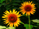 Sun flowers