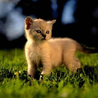 CUTE KITTY IN MEADOW DARK SKY