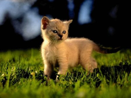 CUTE KITTY IN MEADOW DARK SKY