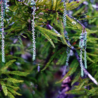 Cypress tree branches