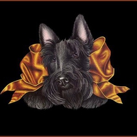 PRetty scotty dog