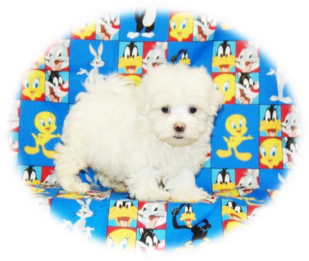 CUTE WHITE PUPPY - white, adorable, cute, puppy