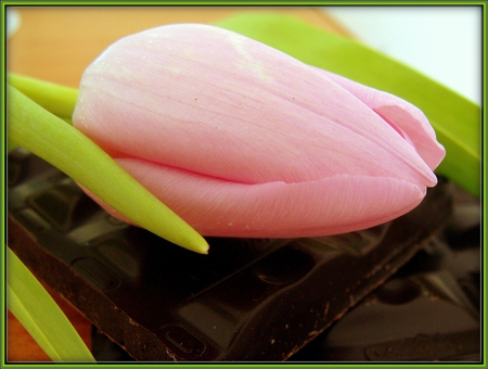 tulip - nice, photography, still life, cool, beautiful, pink, tulip, chocolate, photo, flower