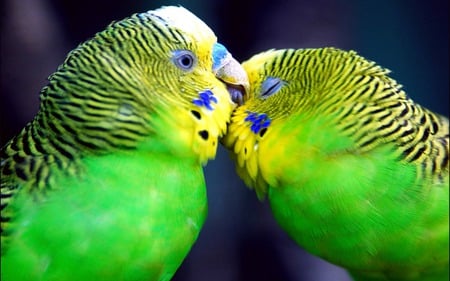 Love and marriage go together - parrots, birds, green, color, kind