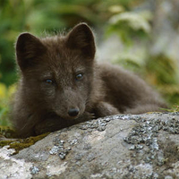 resting artic fox