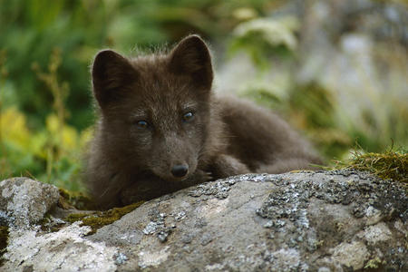 resting artic fox