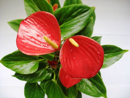 flower - nice, photography, bouquet, elegant, cool, red, beautiful, leaves, green, flowers, photo, flower