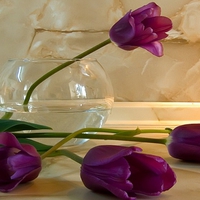 Purple Tulips