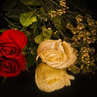 Beautiful Roses