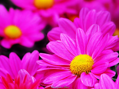 pretty daisy - daisy, flower, pink, beautiful