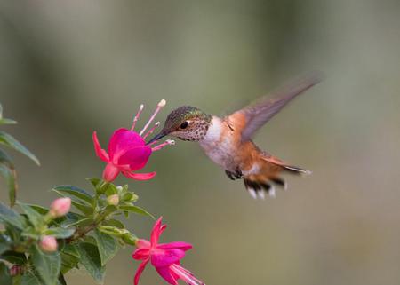 HUMMINGBIRD - fast, pink, beautiful, wings, small, flower, bird