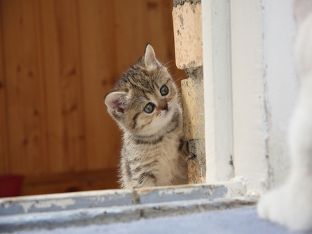 Where Are You? - cat face, window, eyes, tabby, pet, animal, kitten, cats, face, beautiful, beauty, lovely, sweet, cat, cute, animals, kitty