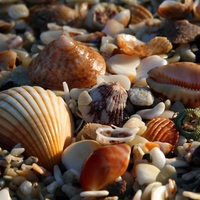 abundance of seashells