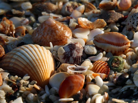 abundance of seashells - pretty, water, beach, seashells, sea, wet, ocean, shells, nature