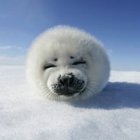 Harp Seal