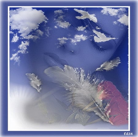 dream - feather, sky, dream, dove