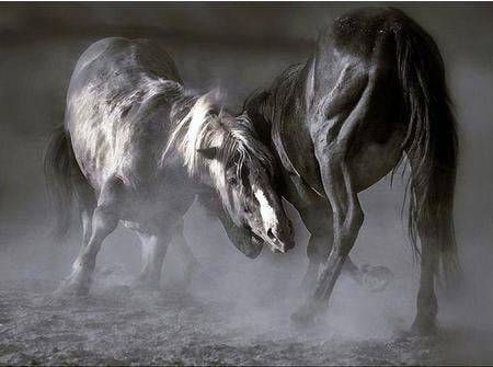 Battle to lead - two, leader of herd, black and white, stallions, fighting