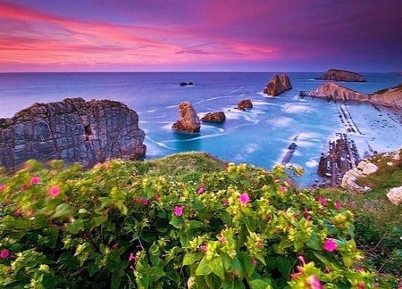 From the cliff - flowers, cliff, fuschia, plants, ocean, pink, rocks, pink and blue sky