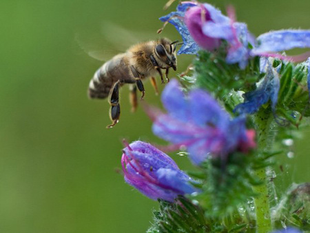 bee from Romania - nature, bee, peace, flower