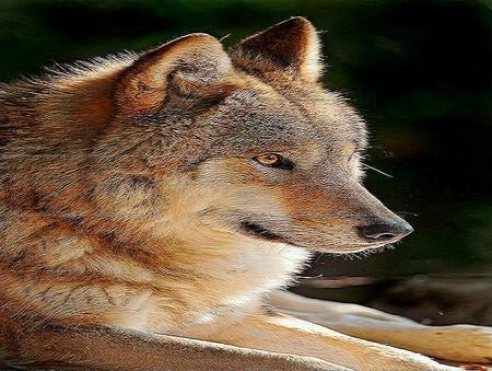 Beauty wild - wolf, handsome, alpha, wild, resting, black brown white