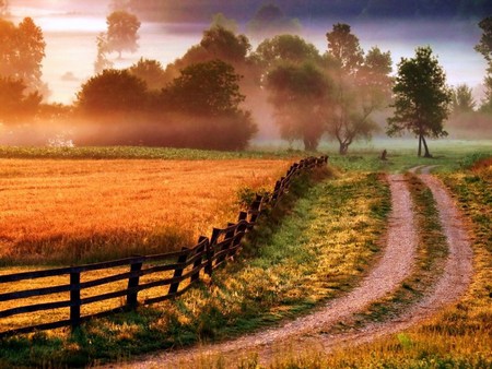 Country gold - trees, country road, autumn, mist, grass, field, fence