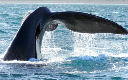 Ballena Franca Austral - tail, ocean, whale, animals, beautiful