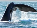 Ballena Franca Austral