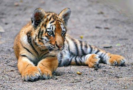 Little stripes - white, cub, resting, tiger, black, gold