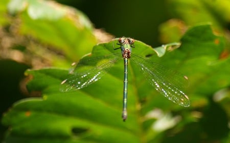 Green Damselfly - insects, animals, beautiful, damselfly, green