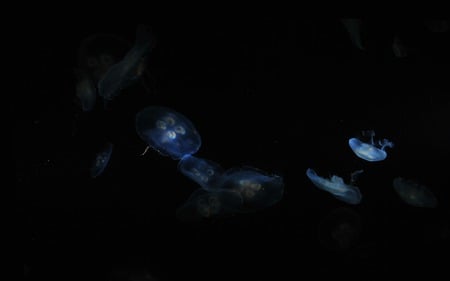 Jellyfish Dance - dark, animals, aquarium, beautiful, jellyfish