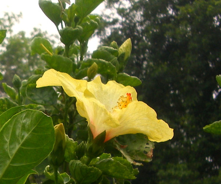 Yellow flower - nature, flowers, yellow, flower