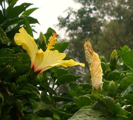 Yellow flower - nature, flowers, yellow, flower