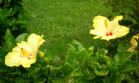 Yellow flowers - nature, flowers, yellow