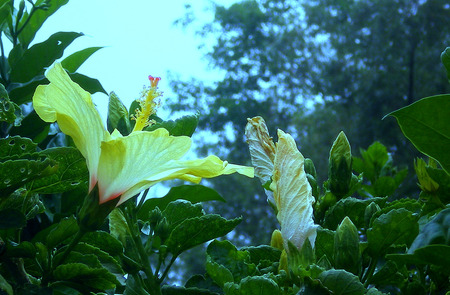 Yellow flowers