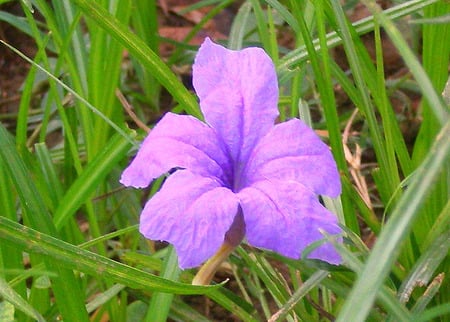 Mauve flower - flowers, flower, nature, mauve