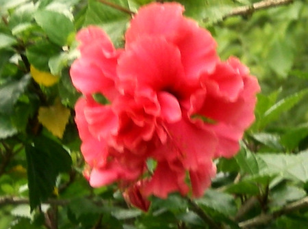 Red flower - flowers, red, flower, nature