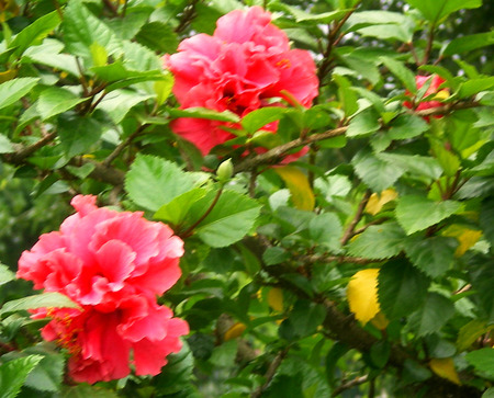 red flowers - nature, flowers, red