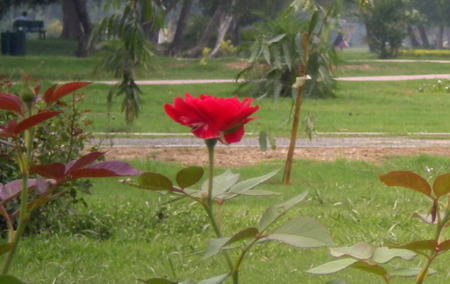 Red rose - nature, flowers, rose, red