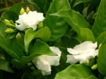 White flowers